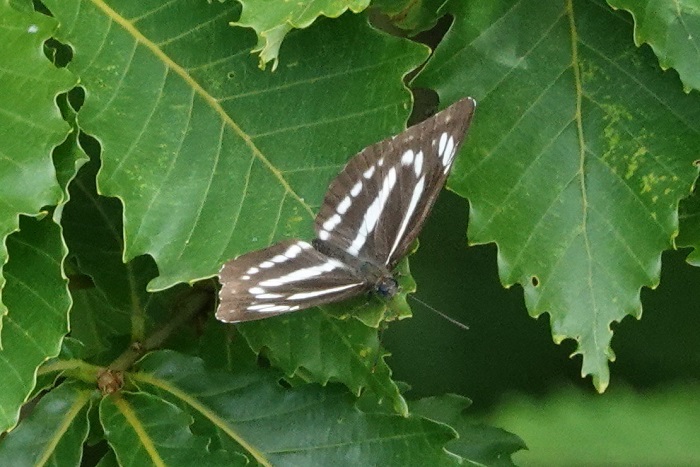 ミスジチョウ　最近この蝶になかなか出会わない。愛知県から蝶を撮りに来ているという方が、ミスジチョウが減っていると言っていた。