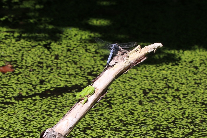 とんぼ池に立てられた枯れ枝にモリアオガエルがいた。猛暑日となった今日、直射日光を浴びて皮膚が乾いてしまうのではと思ったが、甲羅干しをするがごとく長居をしていた。池で縄張り争いをするオオシオカラトンボが時々近くで翅を休めた。