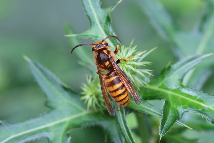 キイロスズメバチ　一見アシナガバチと間違いそうな小型のスズメバチ。ただ、攻撃性は強いので要注意。