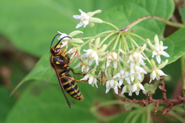 キオビホオナガスズメバチはイケマの花に執着した。