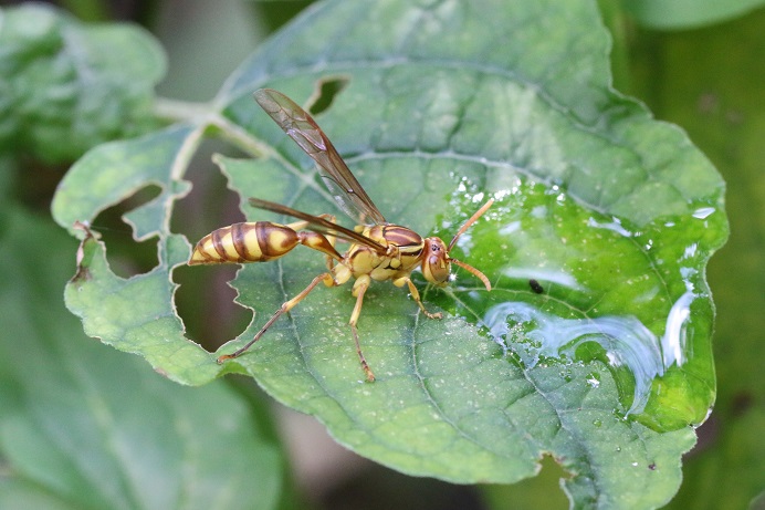 ムモンホソアシナガバチが葉の上にたまっていた水を飲んだ。