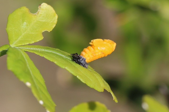 カラタチの葉の上で、何やら７ｍｍくらいの黄色いものが動いていた。ナナホシテントウの幼虫が蛹に姿を変えているところのようだ。