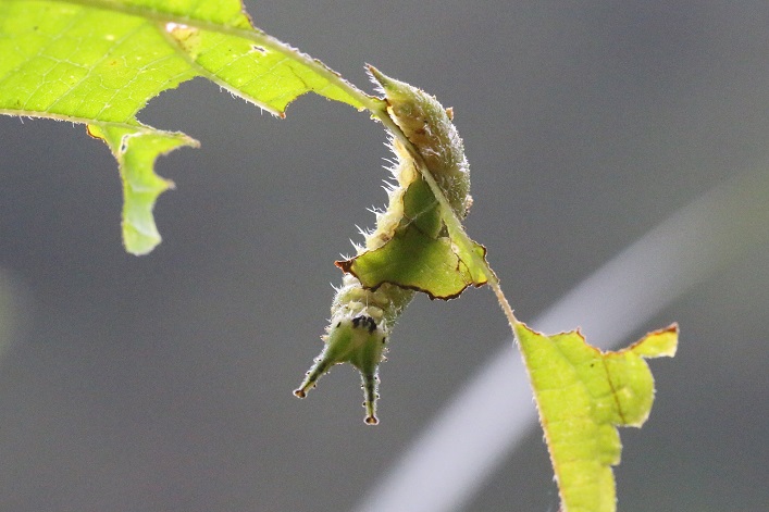 小さなエノキの葉を食していたアカボシゴマダラ幼虫