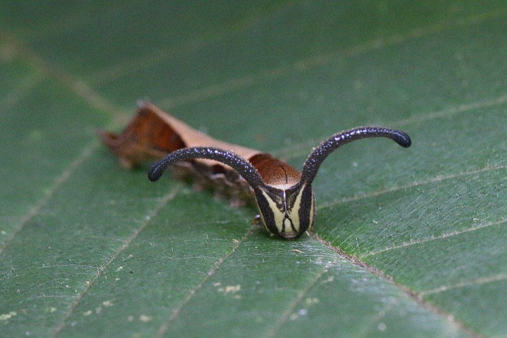 アワブキの葉上にいたスミナガシ幼虫　１２年ぶりの出会い。探してはいたがなかなか見つからないでいた。