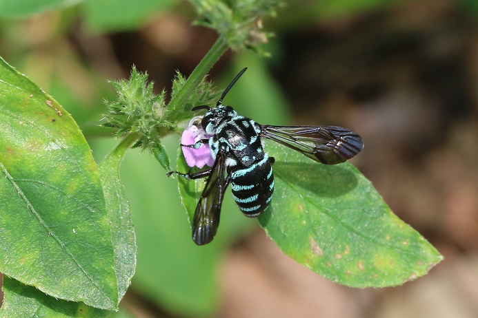 「幸せを呼ぶ青い蜂」と称されるルリモンハナバチがキツネノマゴの花を訪れた。我が群馬県では、絶滅危惧Ⅱ類に指定されているという。