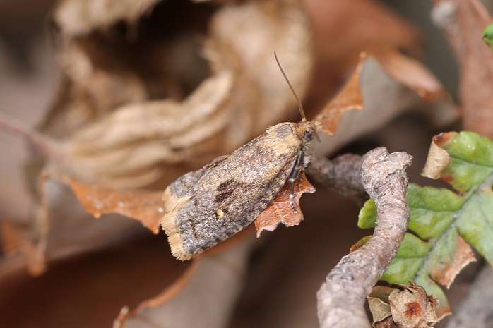 春出現する蛾クロサンカクモンヒメハマキ