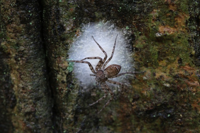 木の表面で卵嚢を守っているのはキハダエビグモ