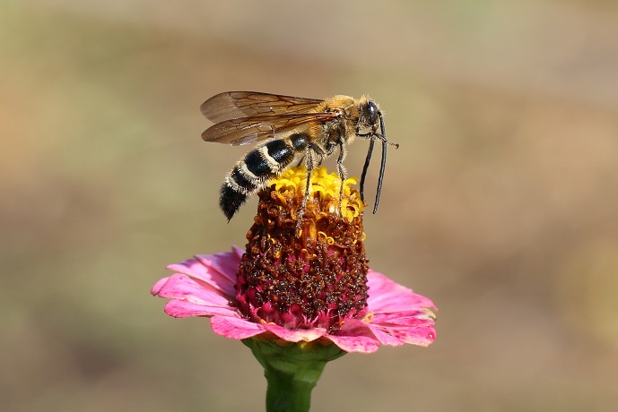 オオハラナガツチバチ♂が百日草の花の上で触角の手入れをした。