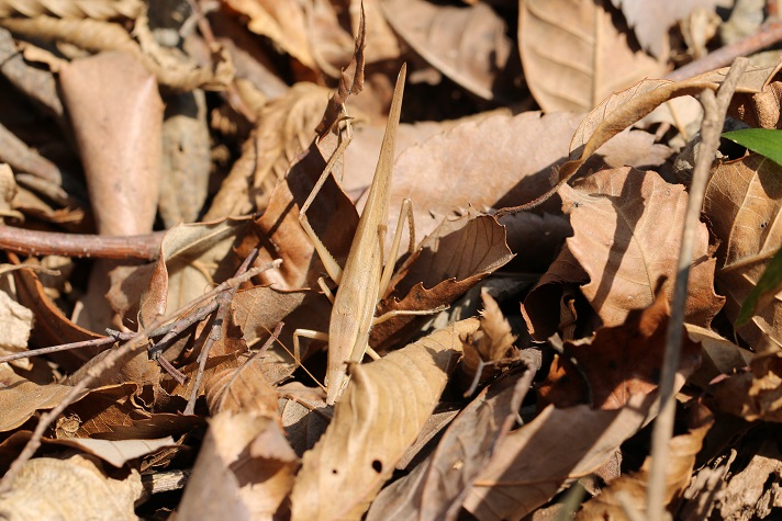 越冬明けクビキリギス　枯れ葉が積もった林床を歩くと飛び出した。
