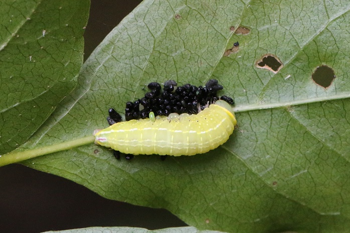 エゴノキの葉裏に見つかったアオシャチホコ幼虫　黒い粒状のものがついている。何かに寄生されたのかもしれない。