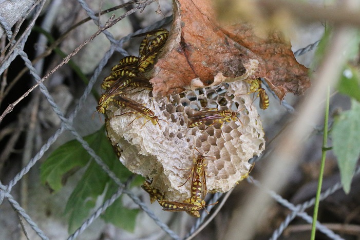 ムモンホソアシナガバチ　巣の上に成虫が群がっていた。この巣から生まれた働きバチだろう。