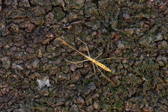 ヒゲナガサシガメ幼虫がサクラの幹を登っていた。２月中旬頃から葉裏にいる数が減っていたが、春に向け、もう木の上を目指していたようだ。　