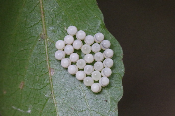 エゴノキの葉裏に見つかったクサギカメムシ卵塊　卵の数は２８個と決まっているようだ。