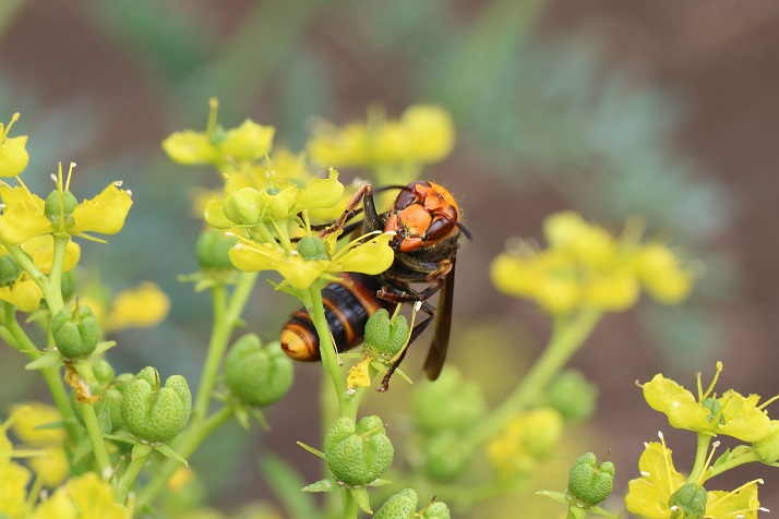 コガタスズメバチ　ルーの花から花へと移動しながら採餌していた。映像からは雄蕊の葯を齧って花粉を食べているように見えた。