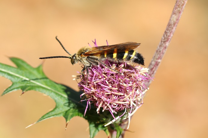 キンケハラナガツチバチ♂がほんの少し咲き残るアザミの花で吸蜜していた。　　　　　　　　　　　幼虫越冬、成虫越冬（雌）