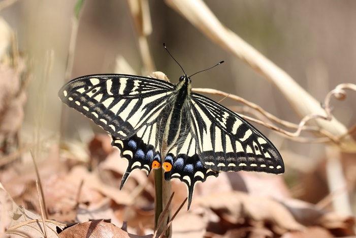 アゲハ春型♀　ヒオドシチョウに追われることもあったが、ヒオドシチョウがとまっている近くで平然と翅を休めた。