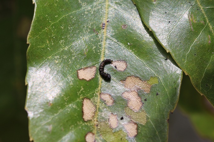 スカシカギバ幼虫とアラカシの葉につけた食痕
