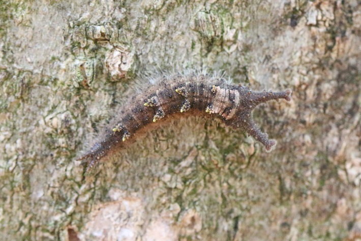 オオムラサキ幼虫がエノキの幹を登っていた。