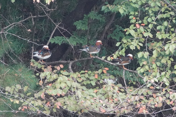 今年もオシドリが立ち寄ってくれた。全部で１０羽ほどいただろうか。　雄３羽が岸辺の枝で休んでいた。　