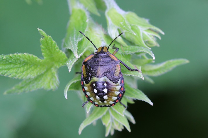 アオクサカメムシ５齢幼虫　成虫は緑一色なのに幼虫はカラフルだ。
