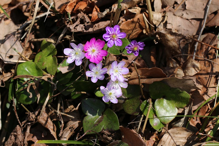 ユキワリソウ　ここの春を代表する花になっている。