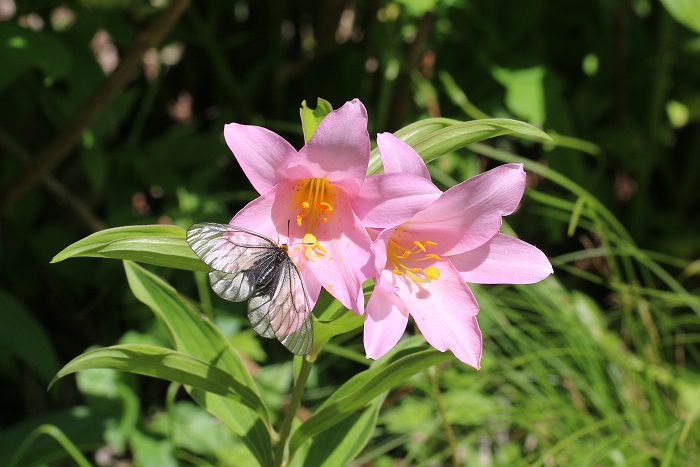 ウスバシロチョウがヒメサユリの花を訪れた。