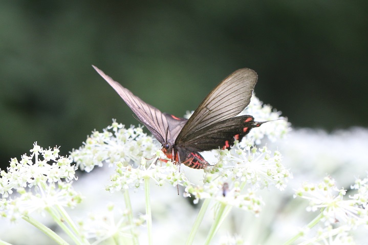 アゲハモドキ♂がシシウドの花に飛来した。