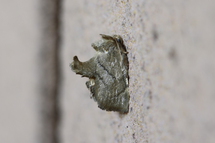 壁にごみと間違いそうな蛾がとまっていた。初めてのウストビイラガだった。