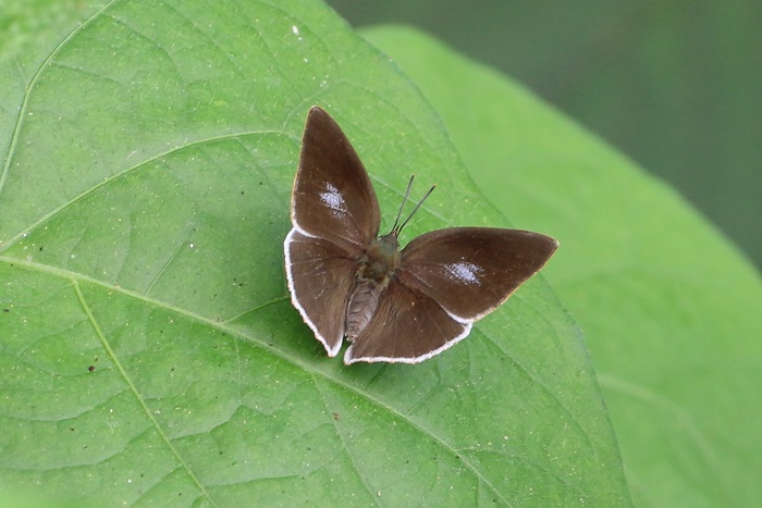 ウラギンシジミ♀　この個体は珍しく翅表の白い斑紋が後翅では失われ、前翅も極端に小さい。