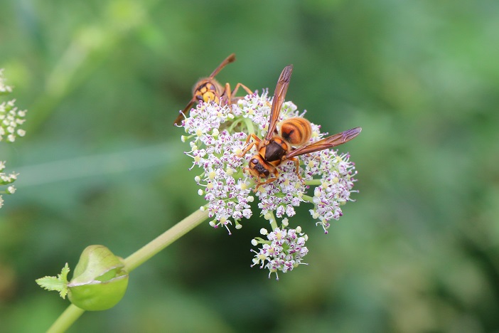ノダケの花についているキイロスズメバチをよく見かけた。