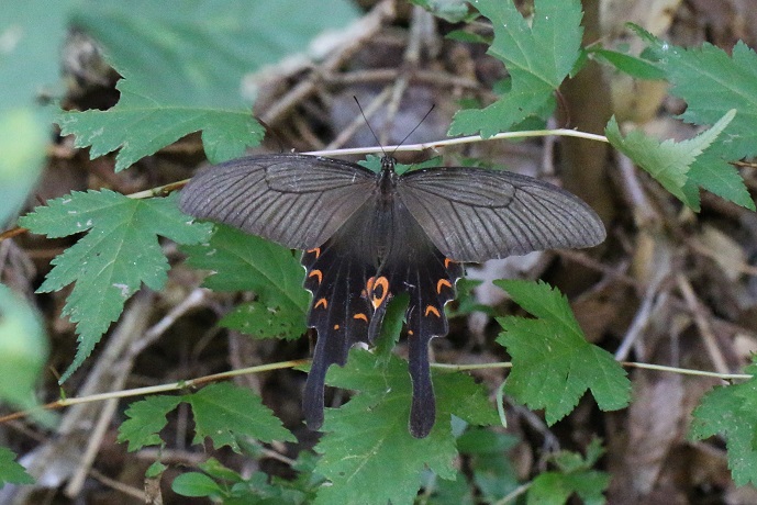 オナガアゲハ♀　しばらく産卵場所を探すかのように飛び続けた後、翅を休めた。