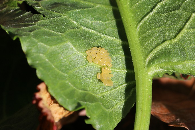 コガタルリハムシ卵塊　ギシギシの葉裏に産み付けられていた。成虫の姿は見当たらなかった。