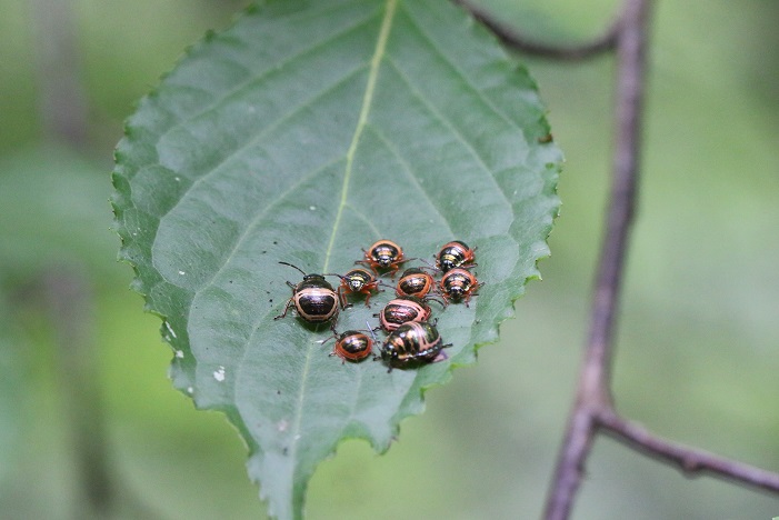 キブシの葉上のアカスジキンカメムシ幼虫集団