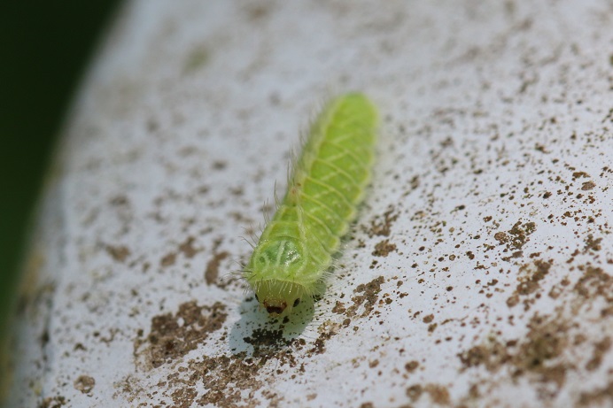 ミズイロオナガシジミ幼虫　まだ体長は１ｃｍほど。
