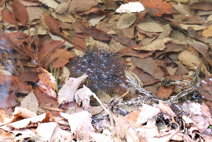 山の斜面に近い小さな池の岸にカエルの卵塊がいくつか見つかった。