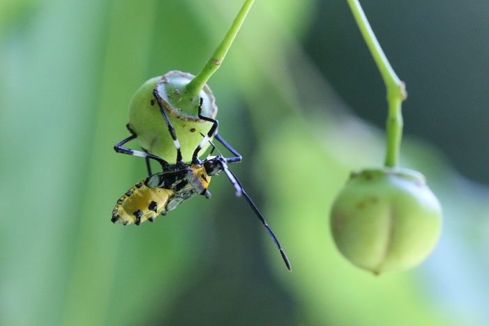 ツリバナの若い実に口吻を突き刺すキバラヘリカメムシ幼虫