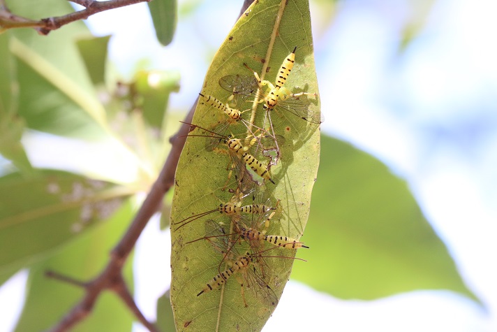カシの葉裏でミノオキイロヒラタヒメバチが集団越冬していた。