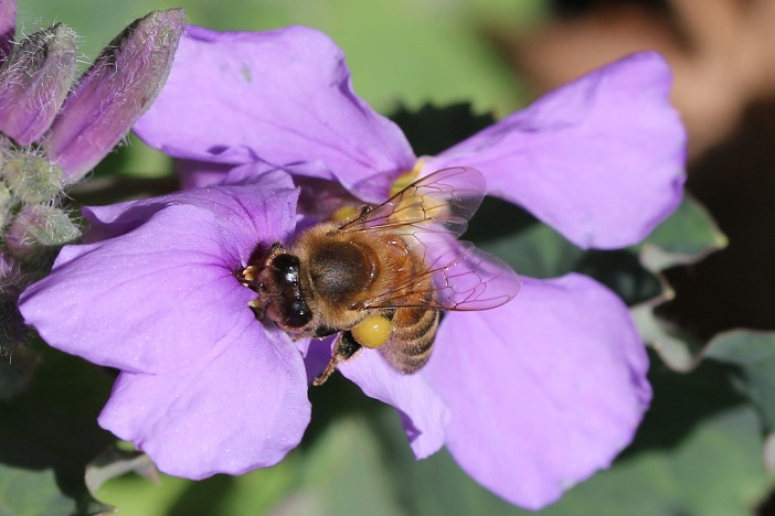 セイヨウミツバチがオオアラセイトウの花を訪れていた。