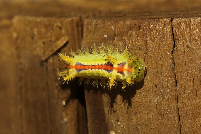 クロシタアオイラガ幼虫