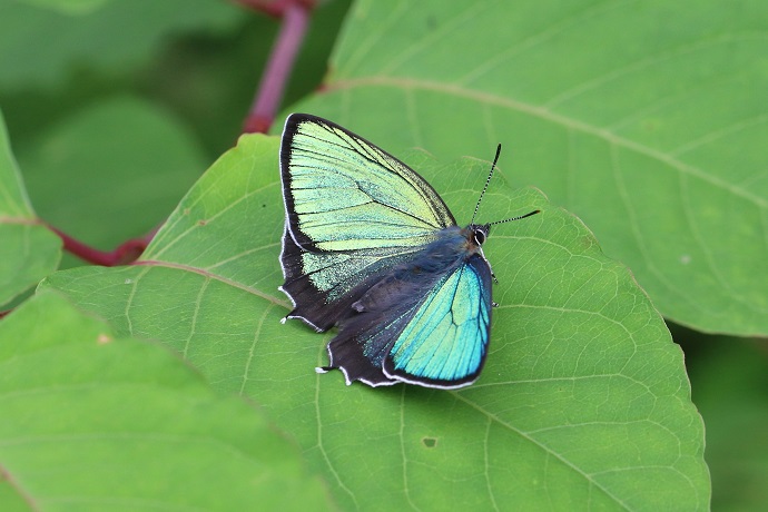 メスアカミドリシジミ♂（上と同一個体）　光の当たる角度によって翅の色が変化するのがわかる。