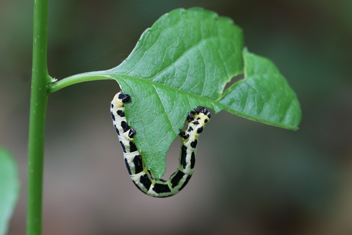 トンボエダシャク幼虫