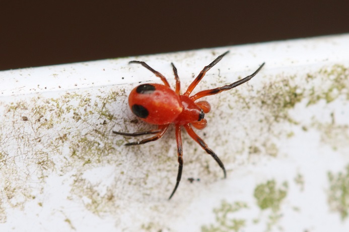 シロスジショウジョウグモ♀　見かけと名前が一致しないが、このクモは変異が多いとのこと。写真の個体は赤色フタホシ型と呼ばれており、通常型では腹部に黒紋はなく、腹部中央に白い筋があるのだという。　