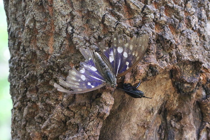 まだ残るオオムラサキ♂の翅は傷み色褪せていた。