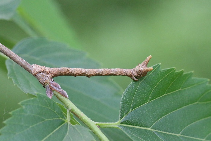トビモンオオエダシャク幼虫
