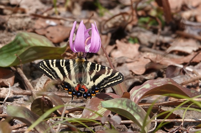 初めてのギフチョウ　カタクリの花にとまるギフチョウの映像はよく見るが、これはスプリングエフェメラル同士の組み合わせだ。