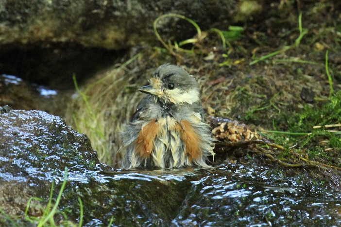 ヤマガラの若鳥が水浴びをした。