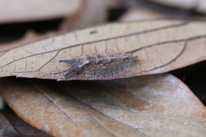 オオムラサキ幼虫はエノキの根元の落ち葉の裏で越冬態勢に入っていた。