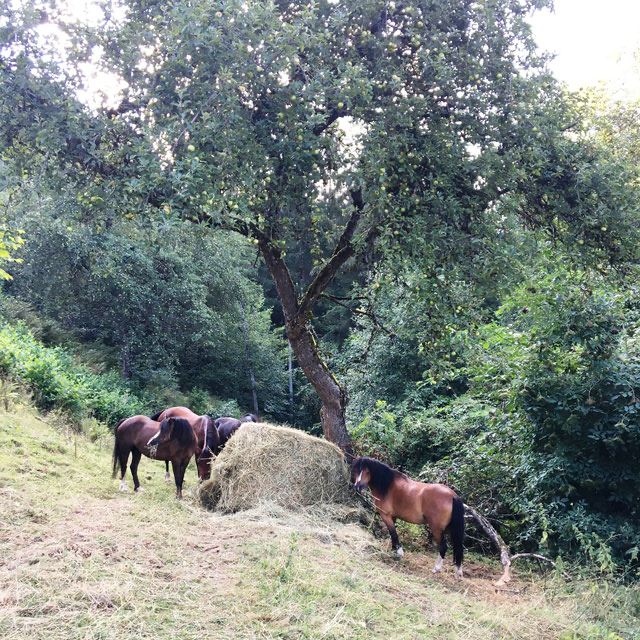 Die Ponies machen Urlaub!