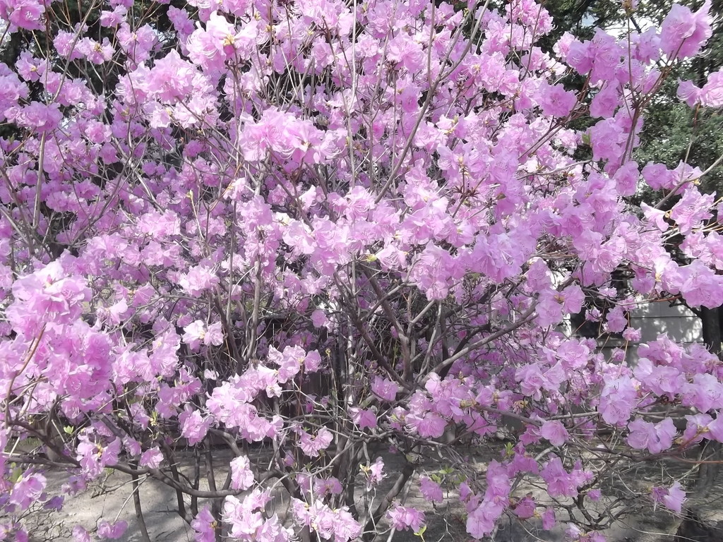 岩山に花のみ咲くチンダルレ