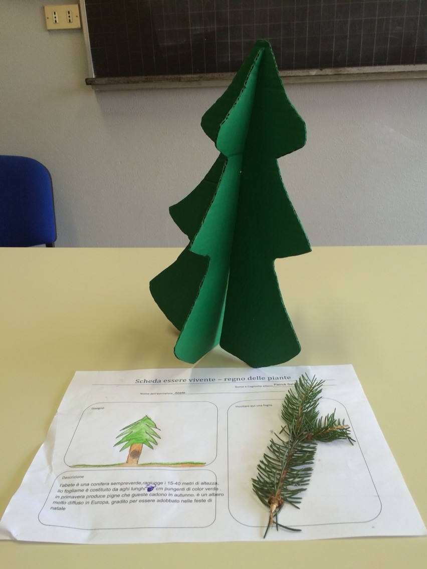 Progetto estivo regno delle piante 2015: Patrick